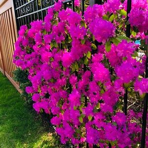 Meet your Posher, Nisha